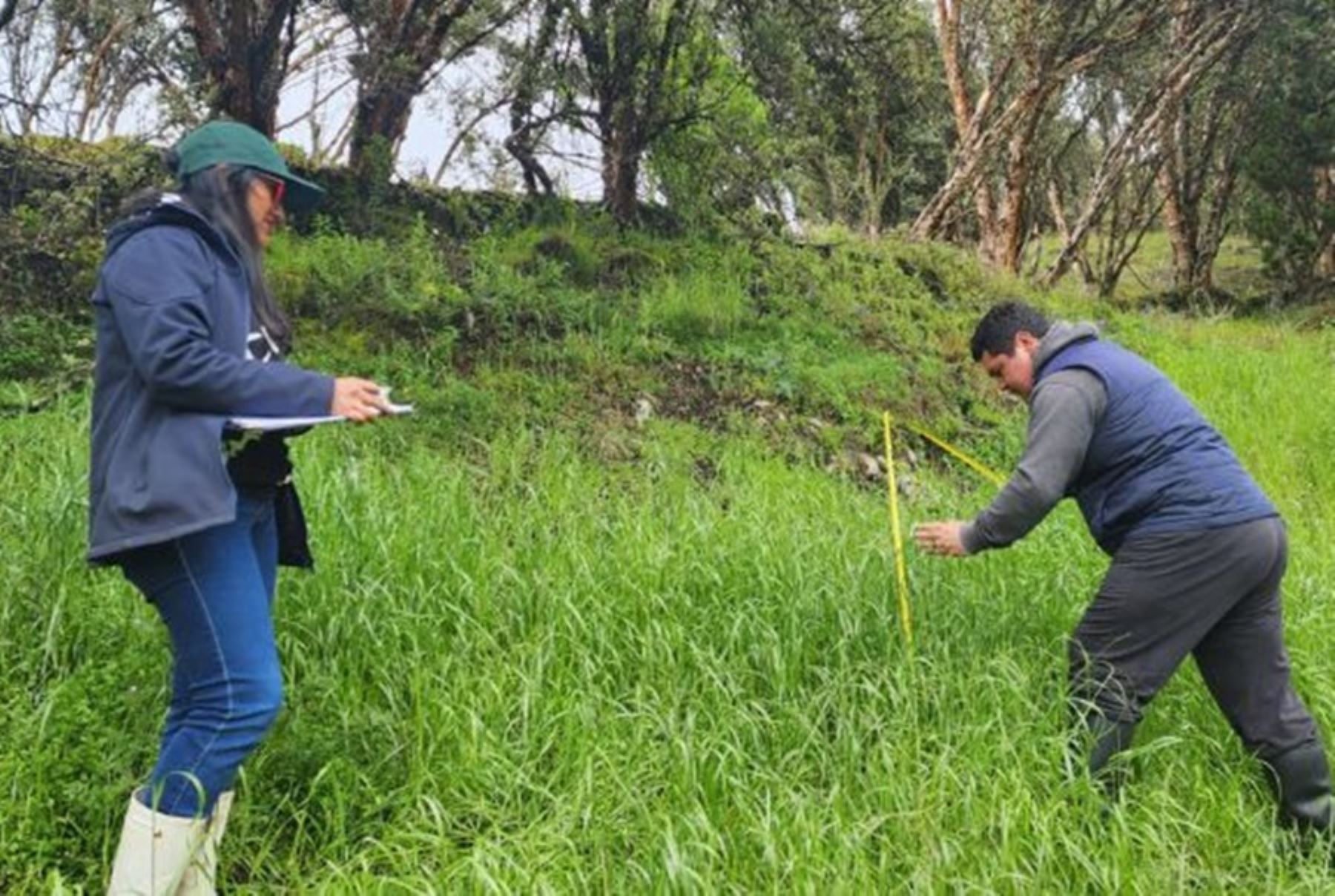 Cajamarca: MIDAGRI implementará novedoso sistema de pastoreo para generar forraje de ganado vacuno de alta calidad